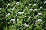 Wederik (Lysimachia clethroides) - Tuinplanten