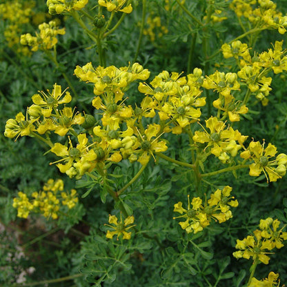 Wijnruit (Ruta graveolens) - Tuinplanten