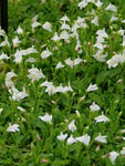 Wit muiltje (Mazus reptans) - Tuinplanten