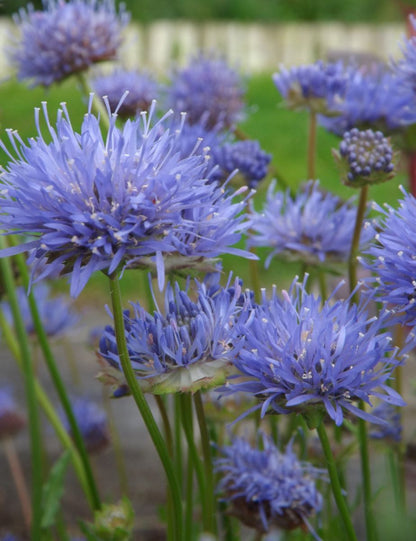 Zandblauwtje (Jasione laevis 'Blaulicht') - Tuinplanten