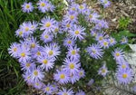 Zomeraster (Kalimeris incisa 'Blue Star') - Tuinplanten