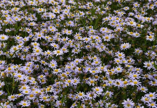 Zomeraster (Kalimeris incisa 'Nana Blue') - Tuinplanten