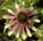 Zonnehoed (Echinacea Green envy)