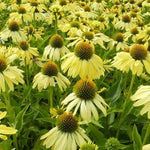 Zonnehoed (Echinacea Sunrise) - Tuinplanten