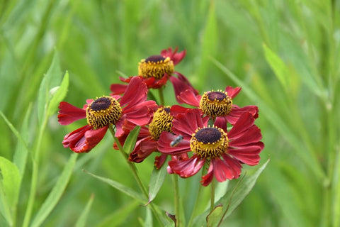 Damastbloem (Hesperis matrionalis)