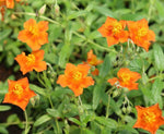 Zonneroosje (Helianthemum ‘Bronzeteppich') - Tuinplanten