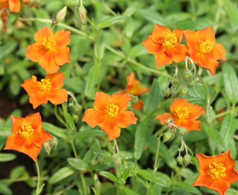 Zonneroosje (Helianthemum ‘Bronzeteppich')