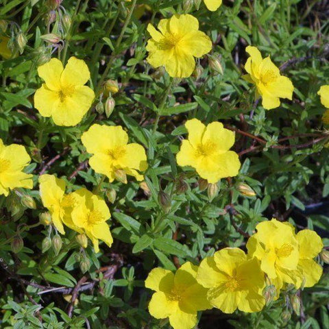 Zonneroosje (Helianthemum 'Golden Queen'.) - Tuinplanten