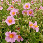 Zonneroosje (Helianthemum 'Lawrenson's Pink') - Tuinplanten