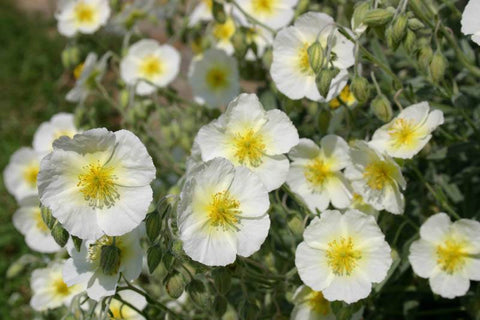 Zonneroosje (Helianthemum 'The Bride') - Tuinplanten