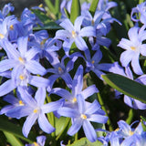 Chionodoxa Luciliae - 100 stuks - Bloembollen