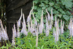 Ereprijs (Veronicastrum virg. 'Laventrum') - Tuinplanten