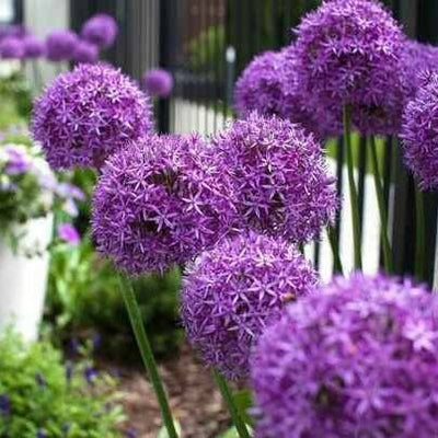 Allium Pinball Wizard - 2 stuks