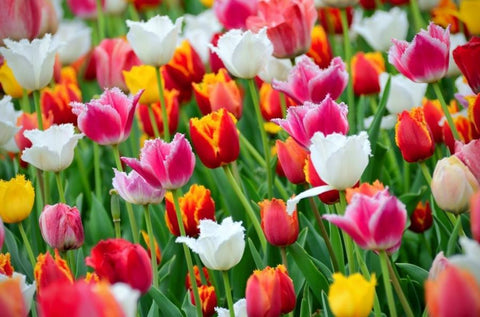 Tulipa Greigii Mix - 20 stuks