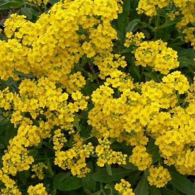 Schildzaad (Aurinia saxatilis)