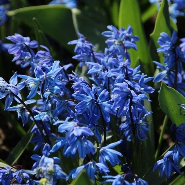 Scilla Siberica - 40 stuks - Bloembollen