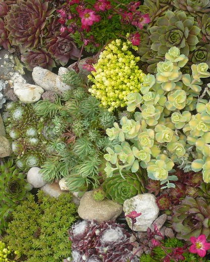 Sedum mix (borderpakket) - 