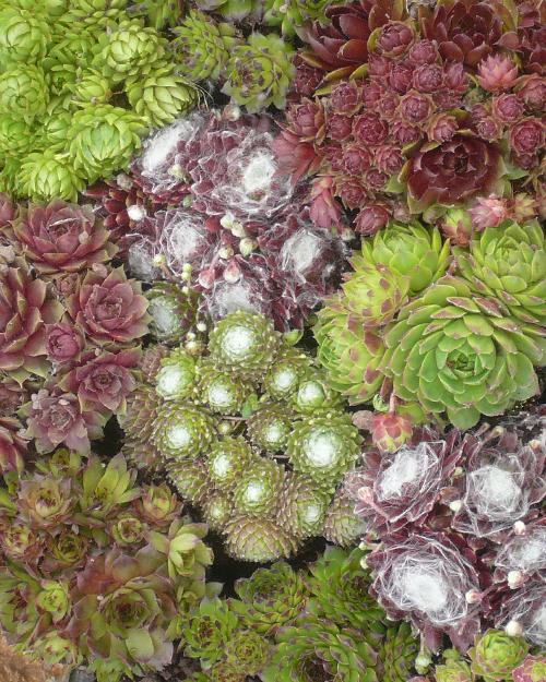 Sempervivum mix (borderpakket) - 