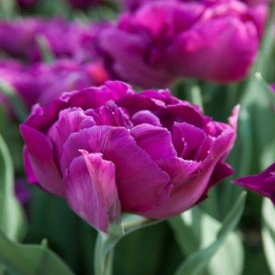 Tulipa Negrita Parrot, Parkiet - 10 stuks