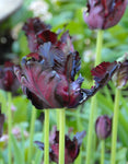 Tulipa Black Parrot, Parkiet - 12 stuks - Bloembollen